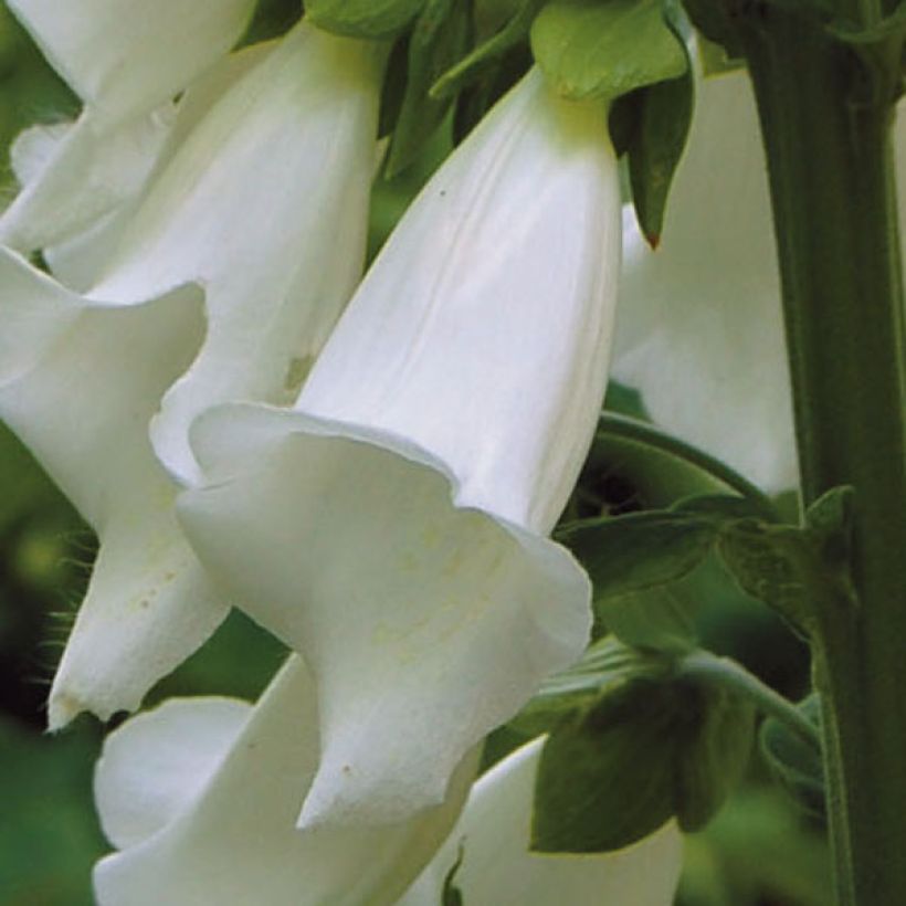 Digitalis purpurea Alba - Digitale rossa (Fioritura)