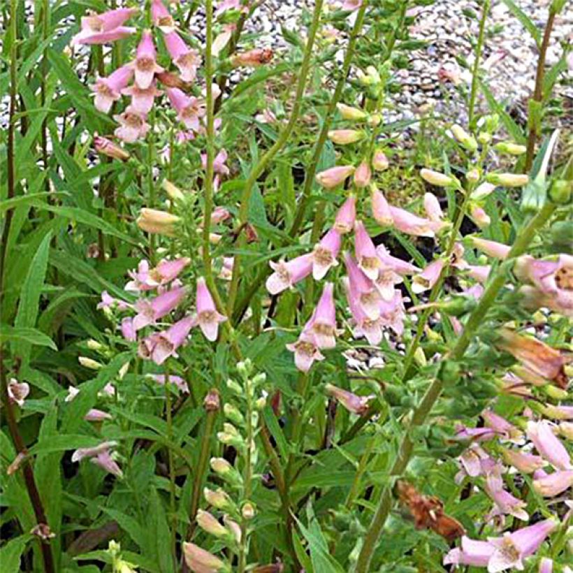 Digitalis Glory of Roundway - Digitale ibrido (Fioritura)