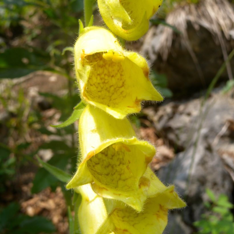 Digitalis ciliata - Digitale (Fioritura)