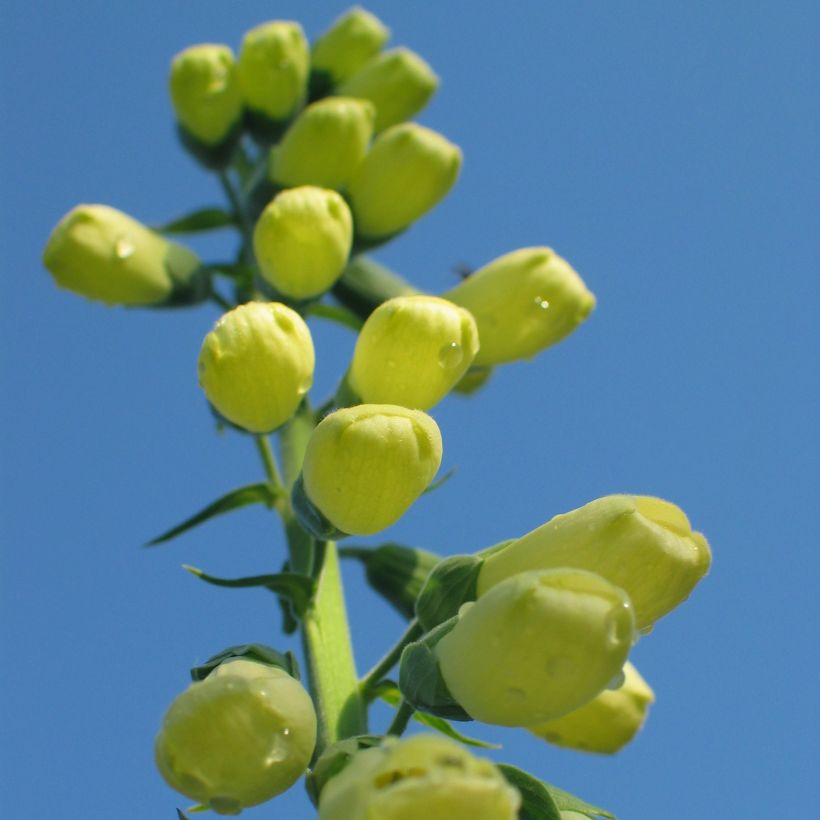 Digitalis ciliata - Digitale (Porto)