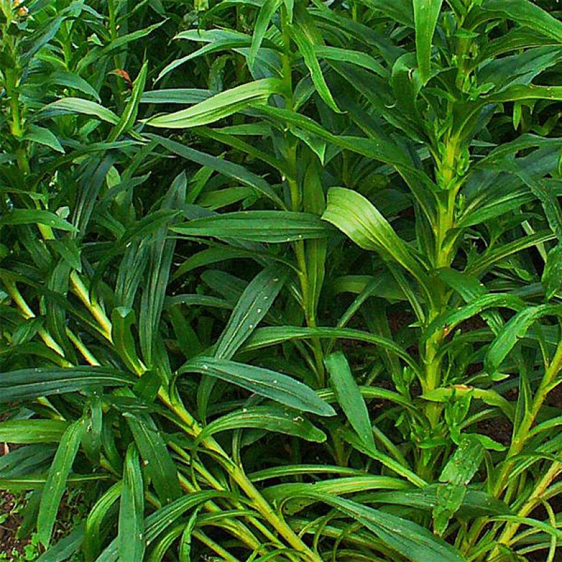 Digitalis ferruginea Gigantea - Digitale bruna (Fogliame)