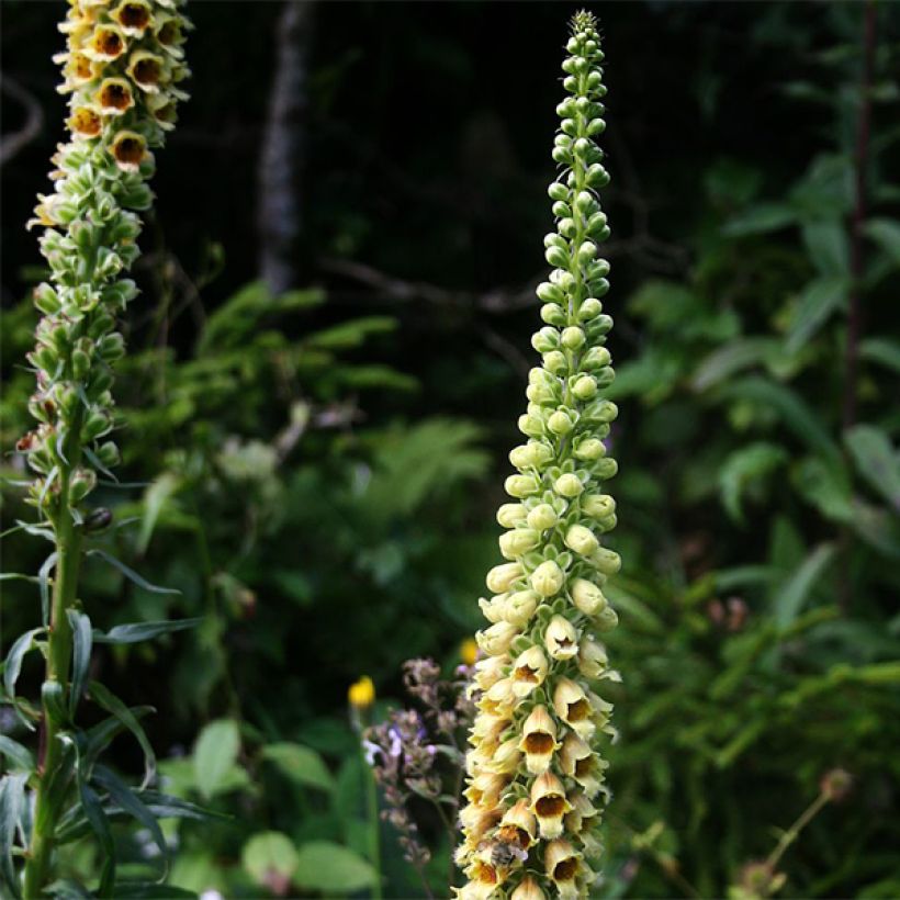 Digitalis ferruginea Gigantea - Digitale bruna (Fioritura)