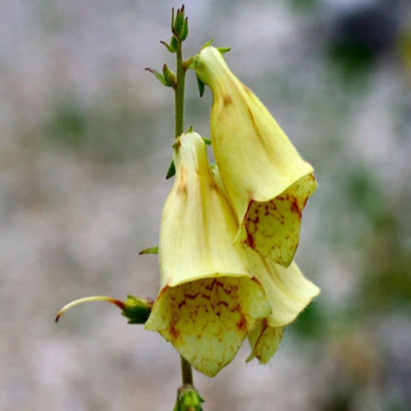 Digitalis grandiflora - Digitale gialla grande (Fioritura)