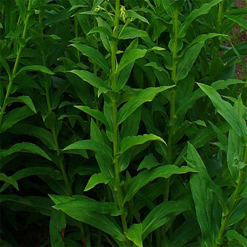 Digitalis lutea - Digitale gialla piccola (Fogliame)