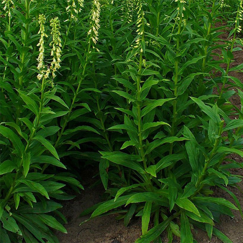 Digitalis lutea - Digitale gialla piccola (Porto)