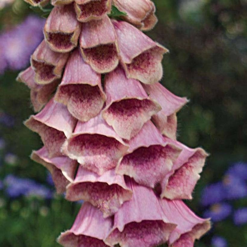 Digitalis mertonensis - Digitale (Fioritura)