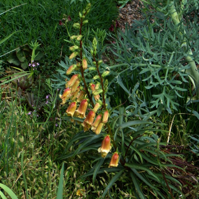 Digitalis obscura - Digitale (Porto)