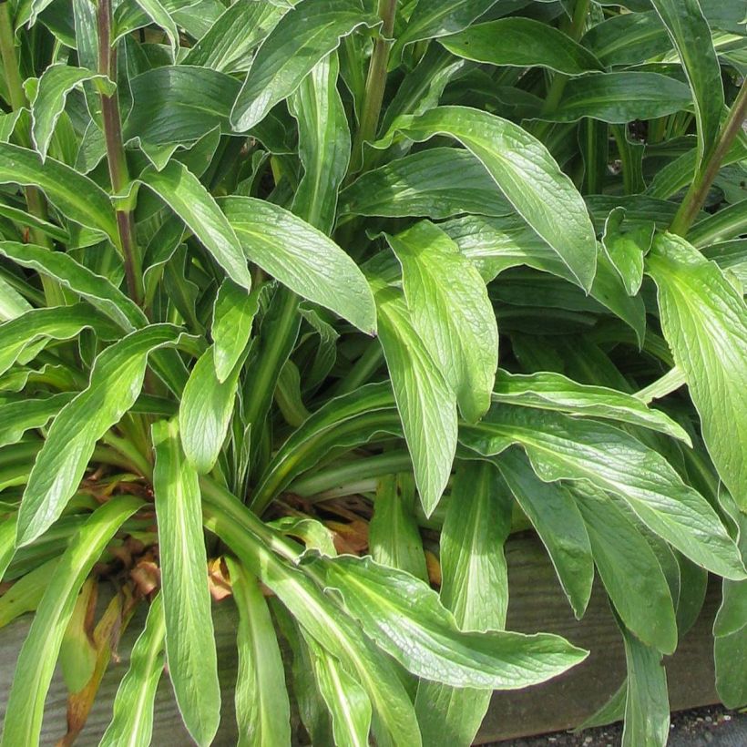 Digitalis parviflora - Digitale (Fogliame)