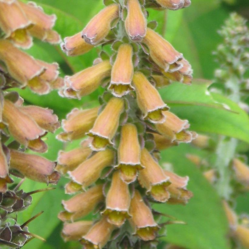 Digitalis parviflora - Digitale (Fioritura)