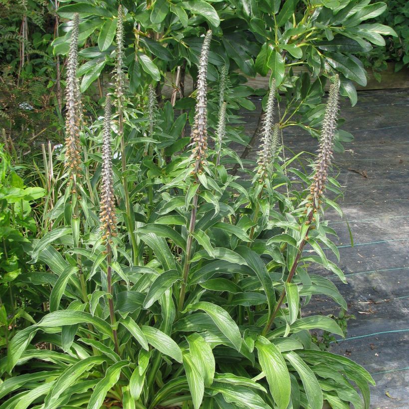 Digitalis parviflora - Digitale (Porto)