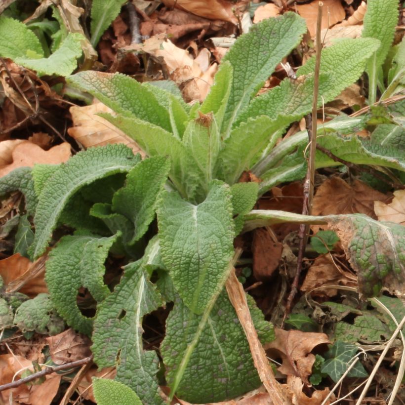 Digitalis purpurea subsp. nevadensis - Digitale (Fogliame)