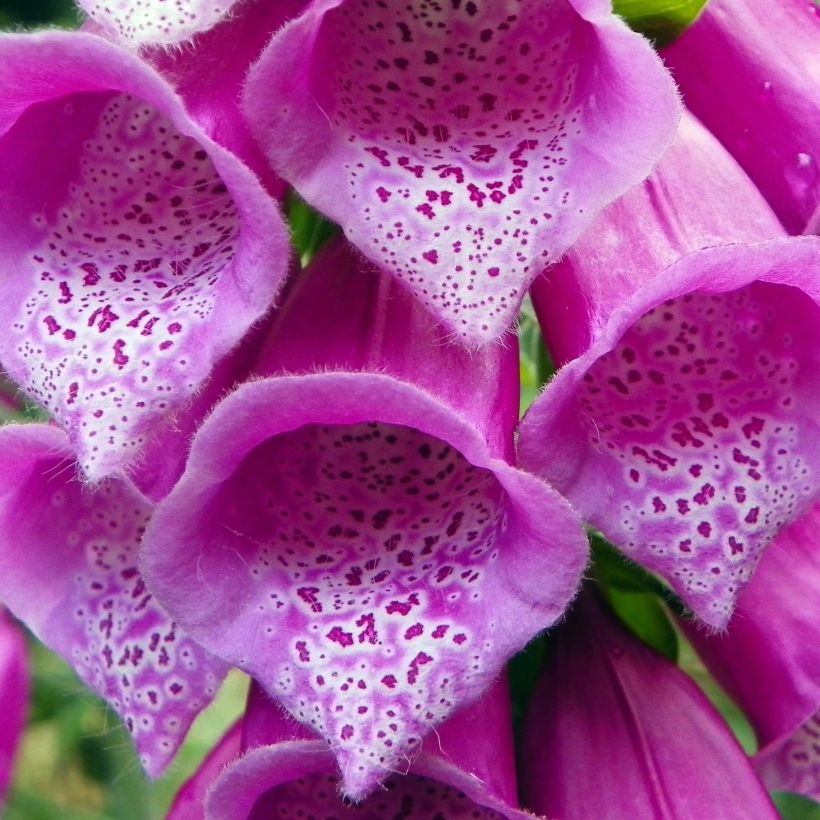 Digitalis purpurea subsp. nevadensis - Digitale (Fioritura)