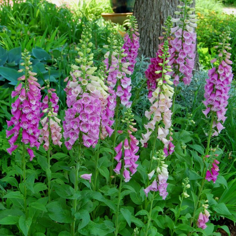 Digitalis purpurea subsp. nevadensis - Digitale (Porto)