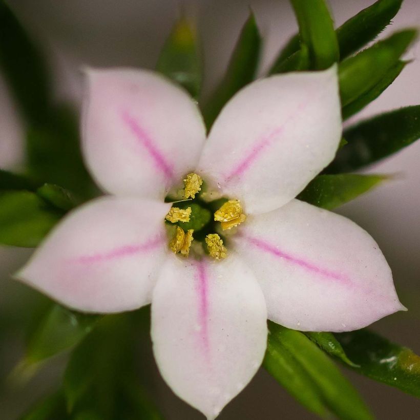 Diosma hirsuta Pink Fountain (Fioritura)