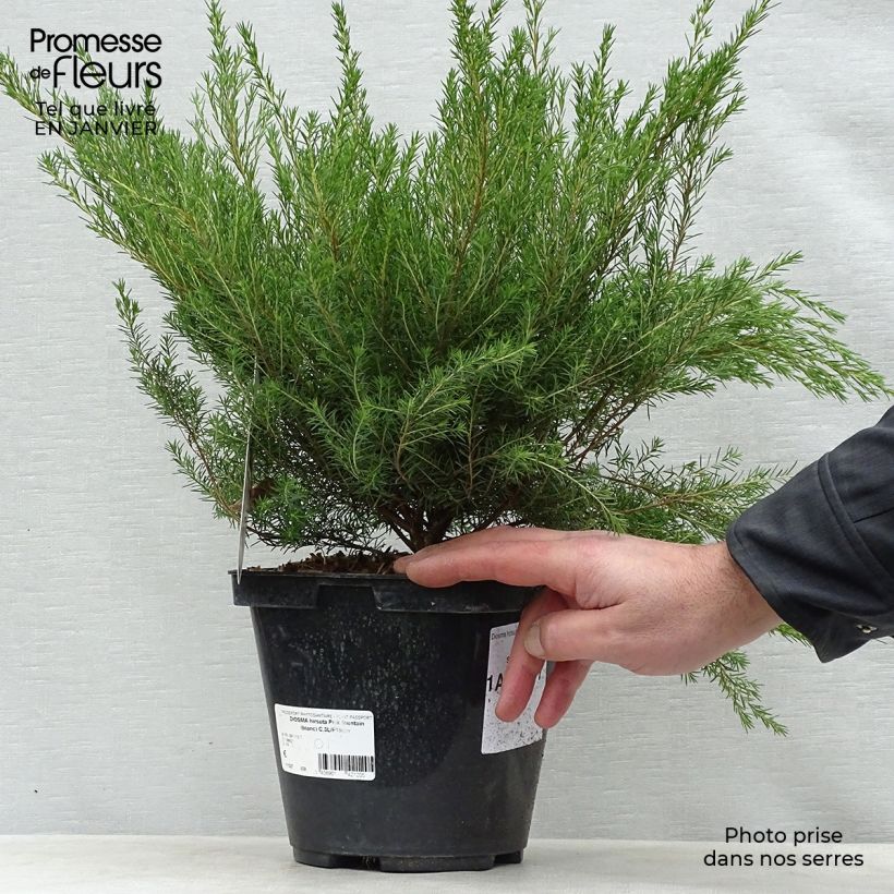 Diosma hirsuta Pink Fountain Pot de 2L/3L esemplare consegnato in inverno