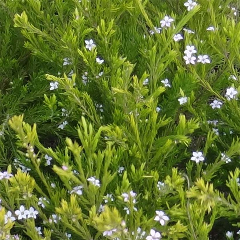 Diosma hirsuta Sunset Gold (Fogliame)