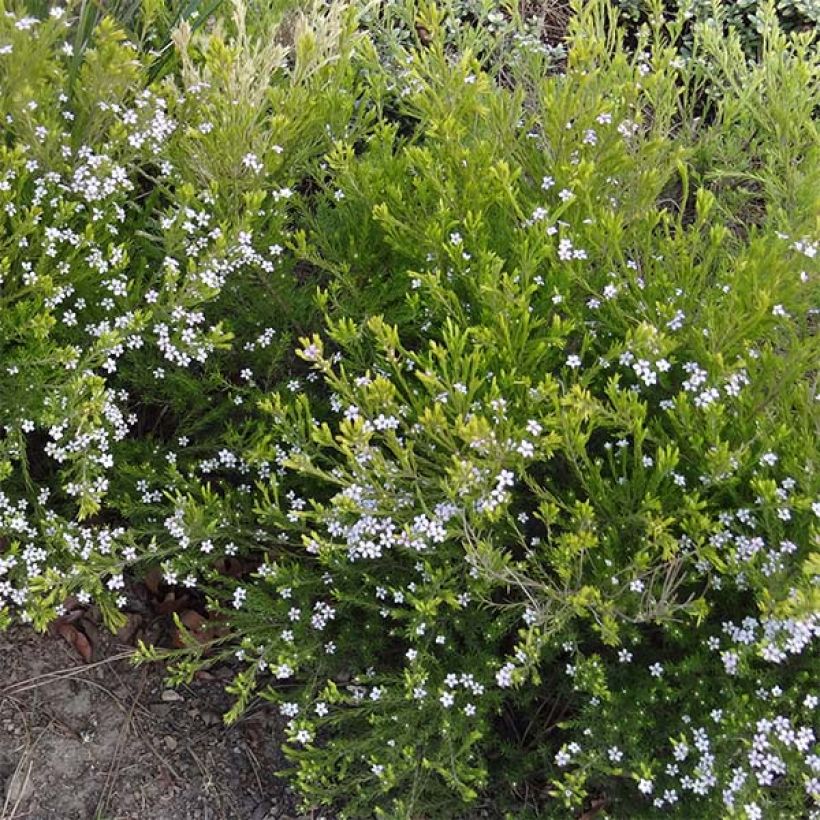 Diosma hirsuta Sunset Gold (Porto)