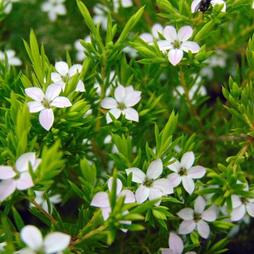 Diosma hirsuta Sunset Gold (Fioritura)