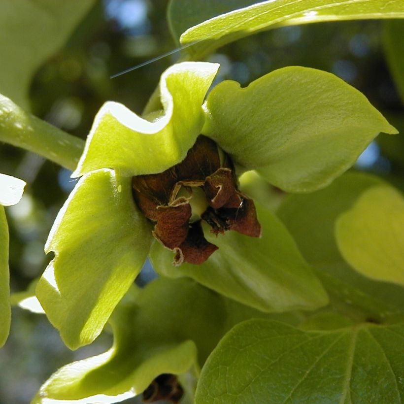 Diospyros kaki - Cachi (Fioritura)