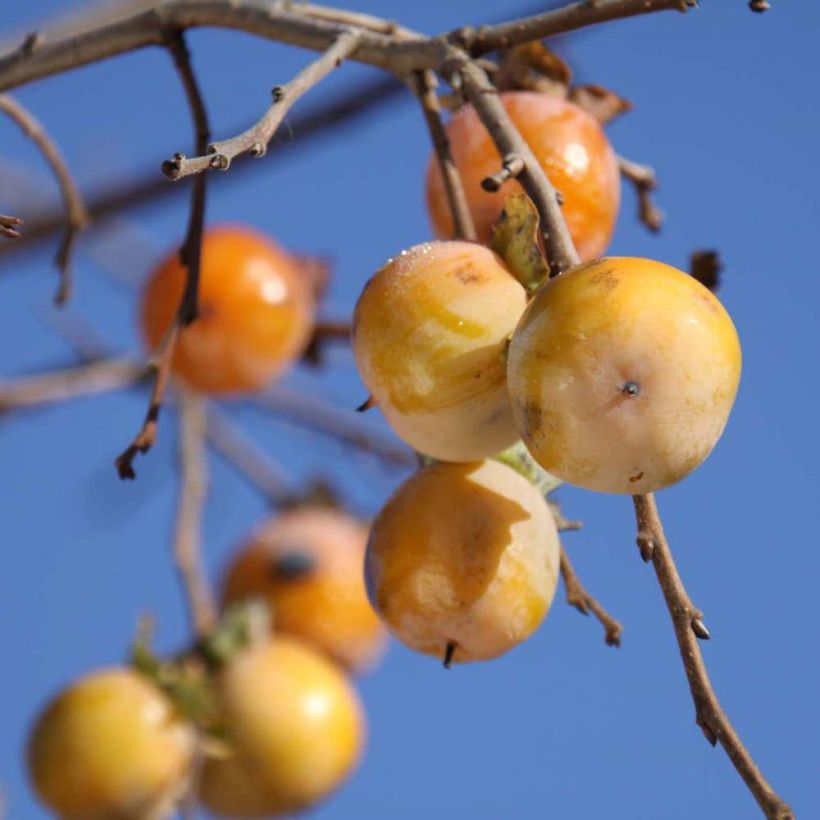 Diospyros virginiana SAA Pieper - Cachi (Raccolta)