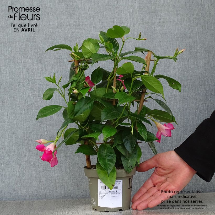 Dipladenia Diamantina Quartz Pink & Yellow Pot de 1L/1,5L esemplare consegnato in primavera