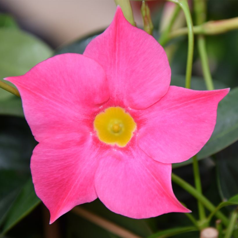 Dipladenia Diamantina Quartz Pink & Yellow (Fioritura)