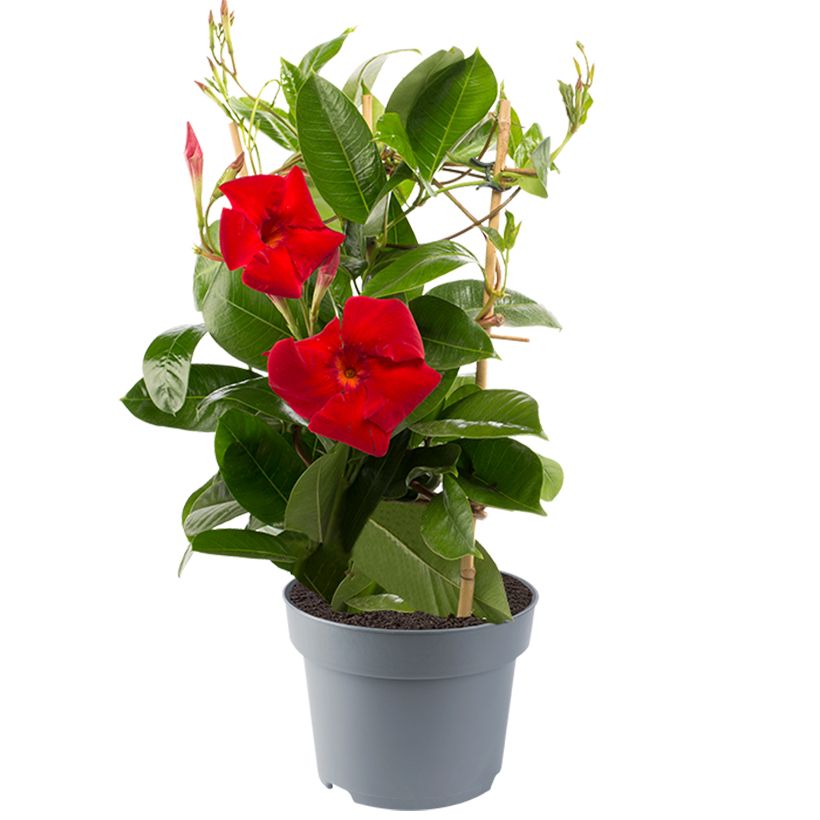 Dipladenia Diamantina Jade XXL Red (Porto)