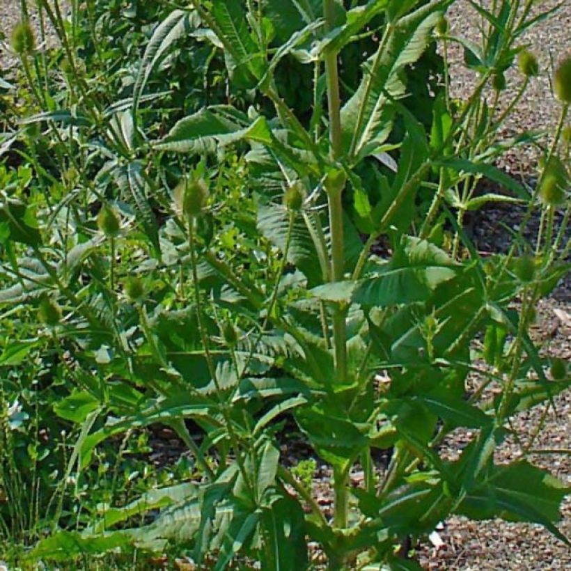 Dipsacus fullonum - Scardaccione selvatico (Fogliame)