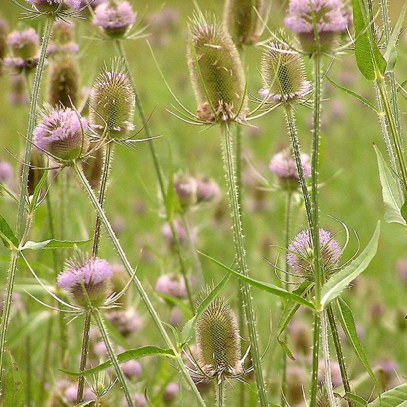 Dipsacus fullonum - Scardaccione selvatico (Fioritura)