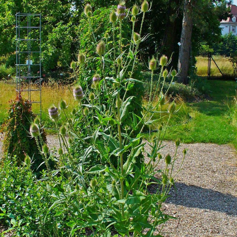 Dipsacus fullonum - Scardaccione selvatico (Porto)