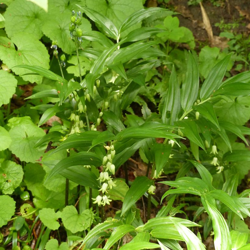 Disporopsis pernyi (Porto)