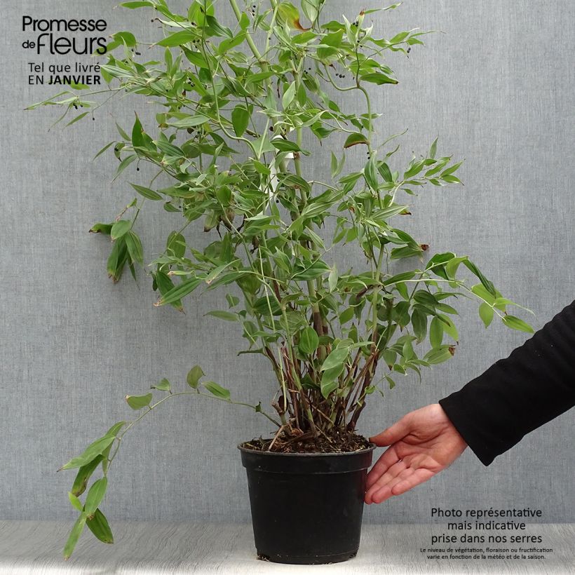 Disporum cantoniense Green Giant - Cloche des fées en pot de 3L/4L esemplare consegnato in inverno