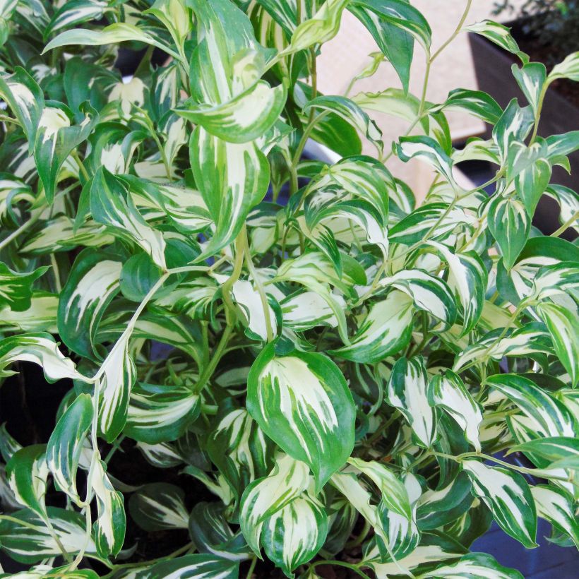 Disporum cantoniense Moonlight (Fogliame)