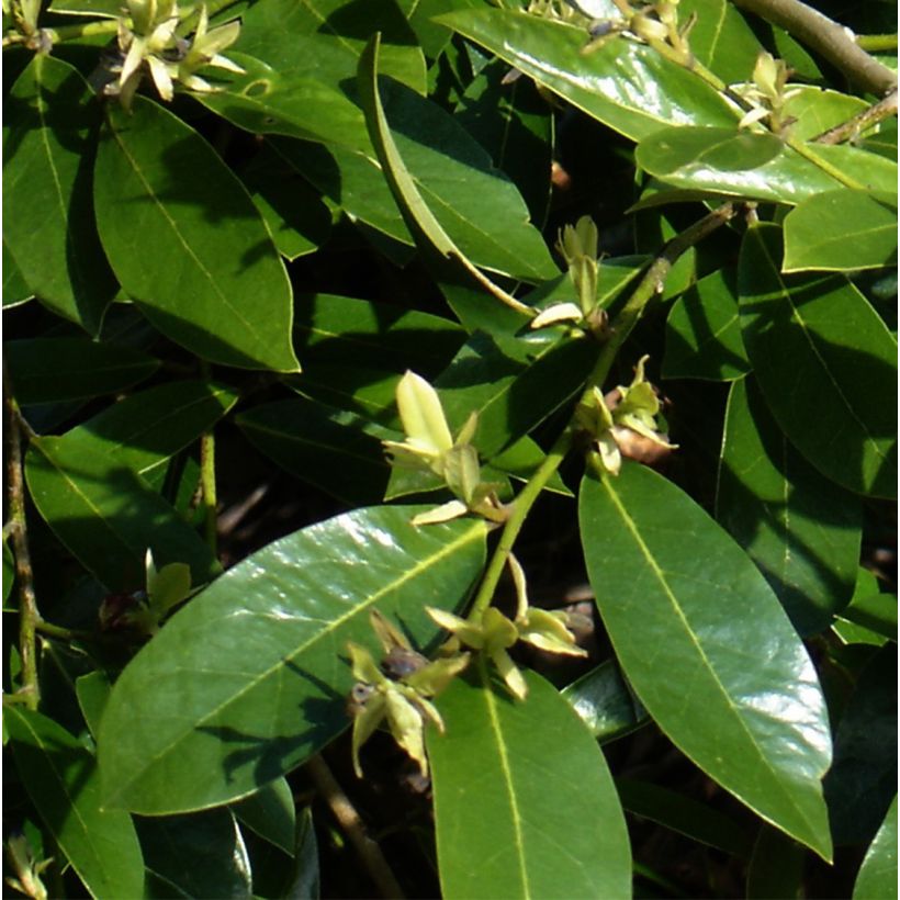 Distylium Emerald Heights (Fogliame)