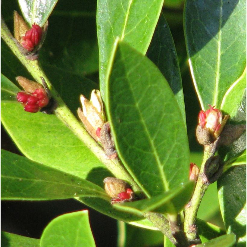 Distylium Emerald Heights (Fioritura)