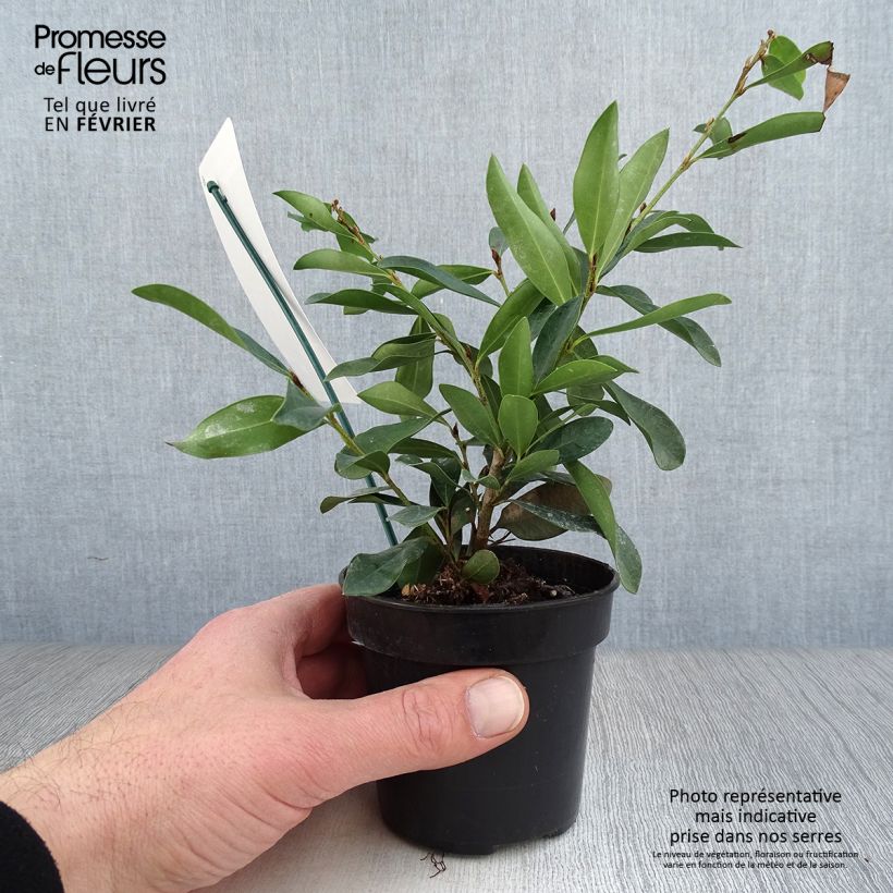 Distylium (x) Blue Cascade en pot de 10.5 cm esemplare consegnato in inverno