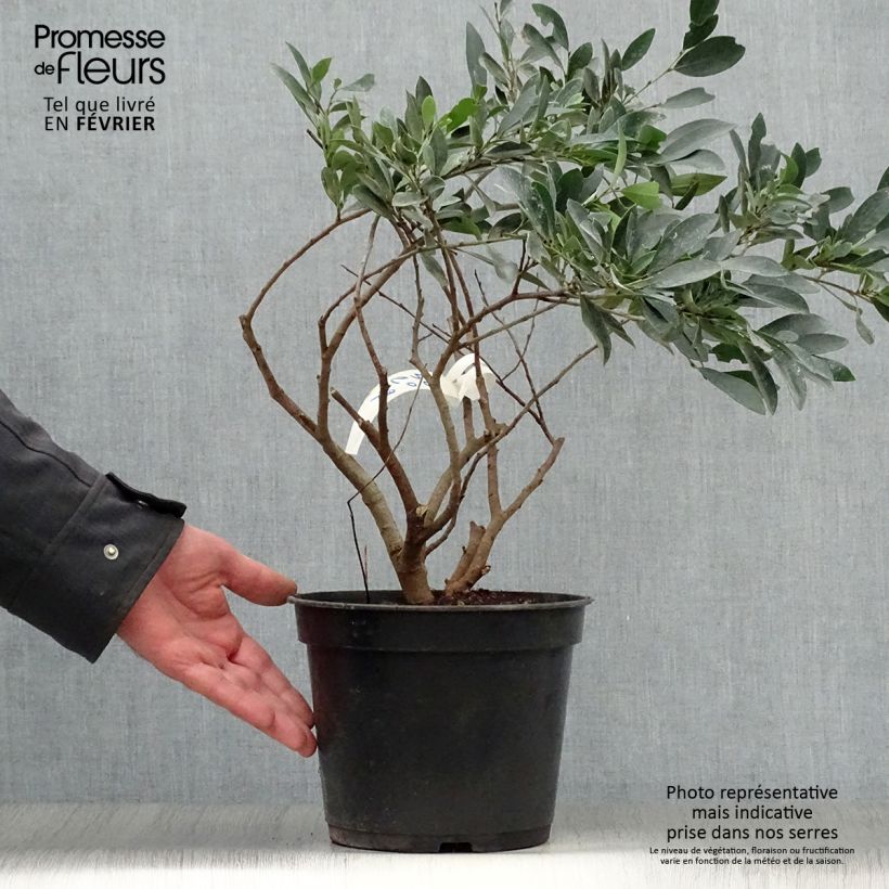 Distylium (x) Blue Cascade en pot de 4/5L esemplare consegnato in inverno