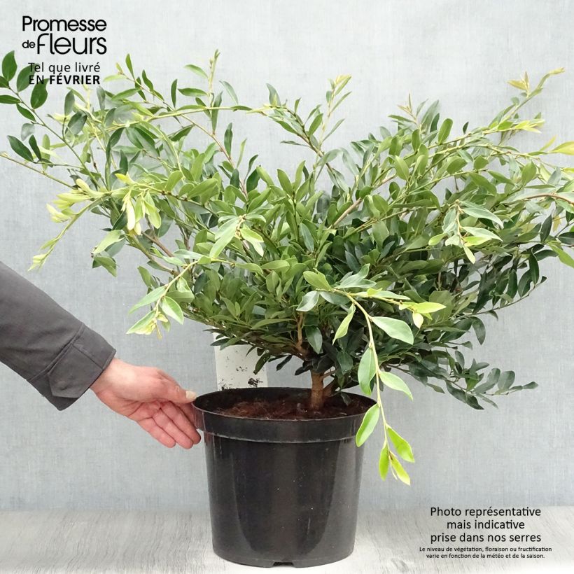 Distylium (x) Blue Cascade en pot de 7,5l/10l esemplare consegnato in inverno