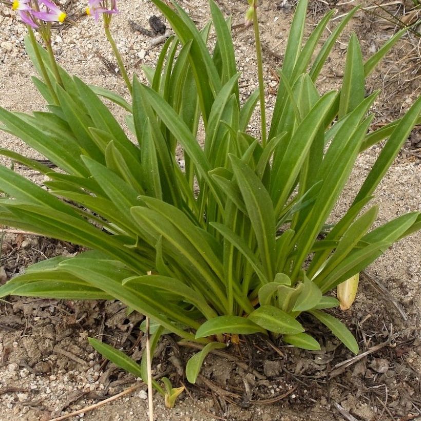 Dodecatheon jeffreyi Rotlicht (Fogliame)