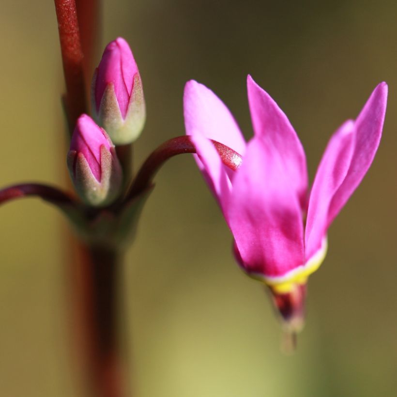 Dodecatheon jeffreyi Rotlicht (Fioritura)