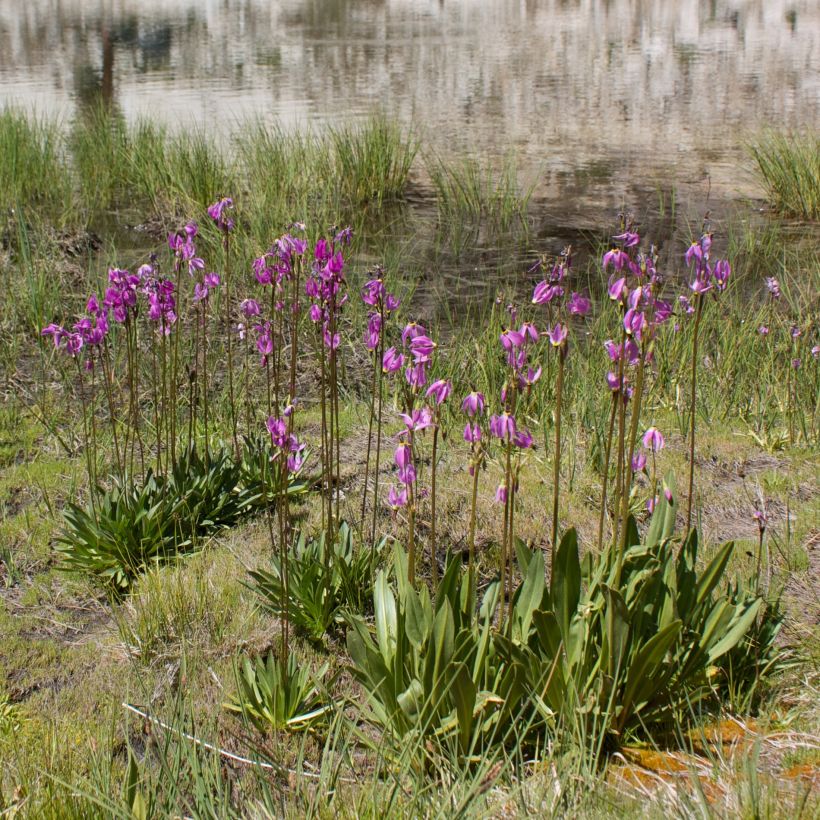 Dodecatheon jeffreyi Rotlicht (Porto)