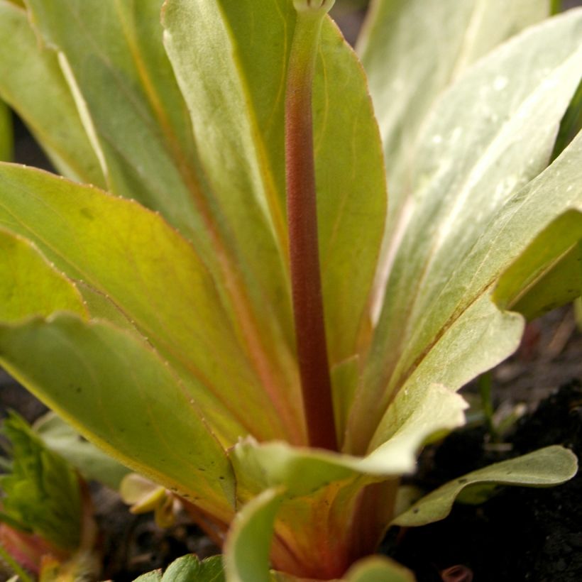 Dodecatheon meadia (Fogliame)