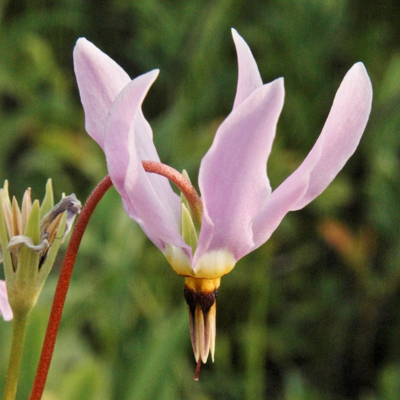 Dodecatheon meadia (Fioritura)