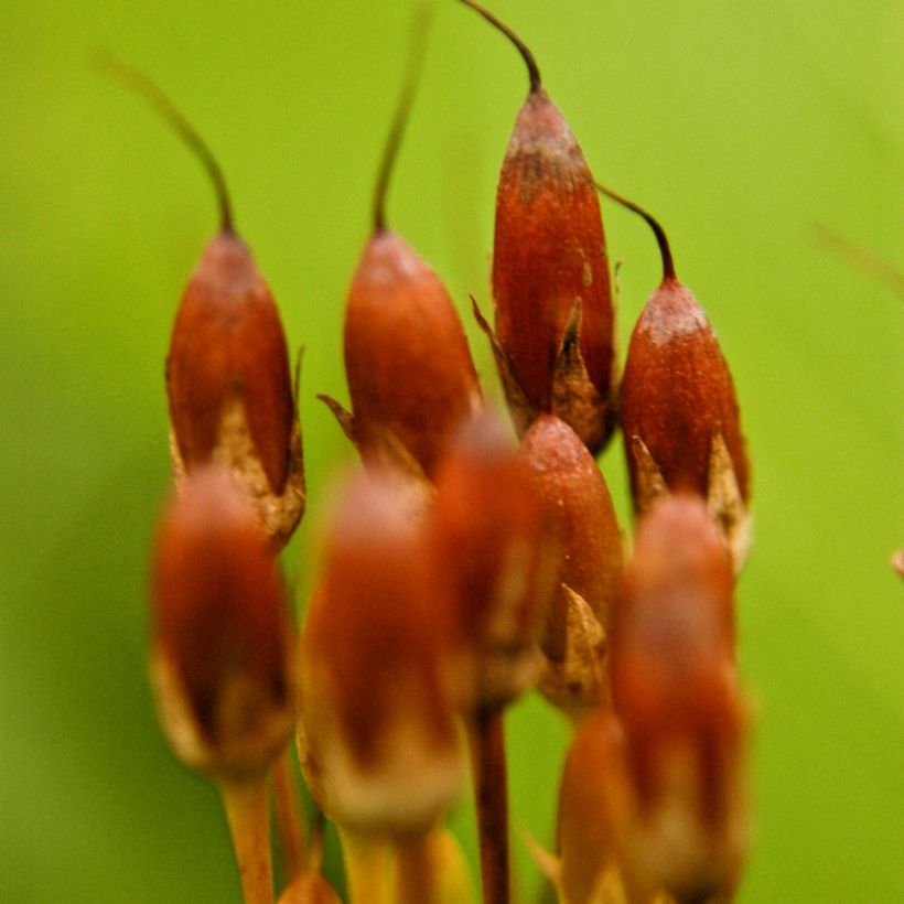 Dodecatheon meadia (Raccolta)