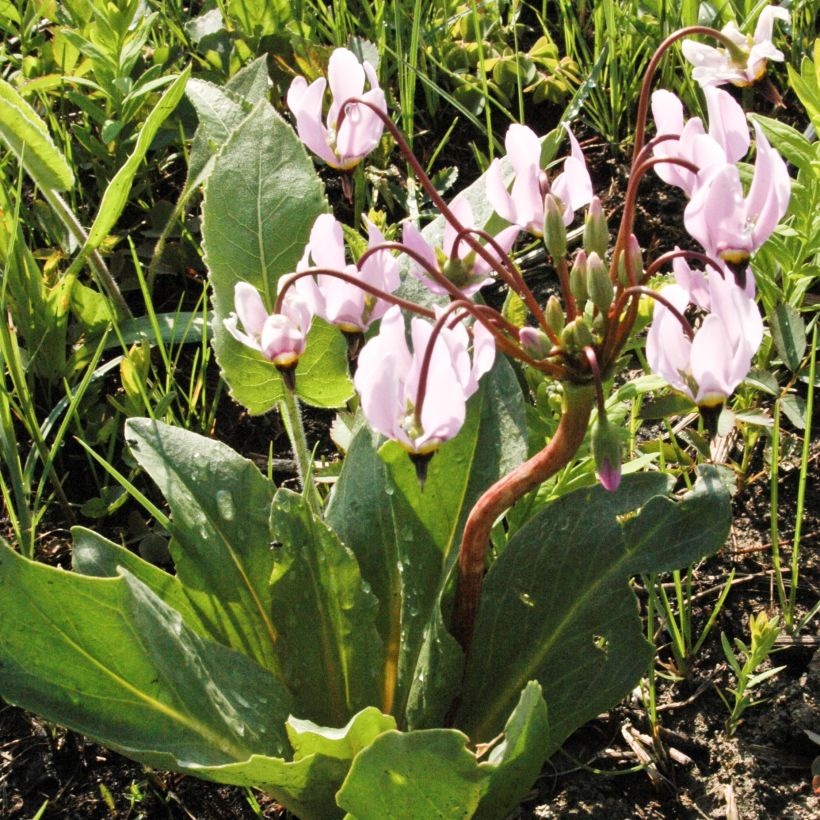 Dodecatheon meadia (Porto)