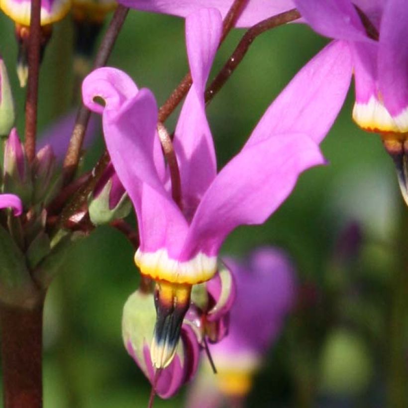 Dodecatheon meadia Queen Victoria (Fioritura)