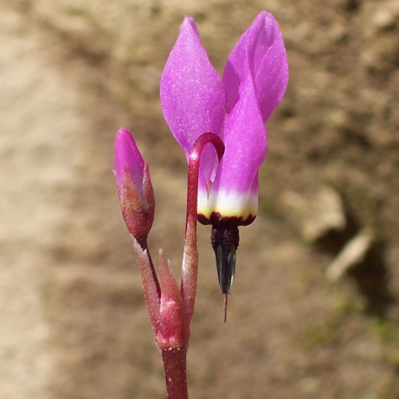 Dodecatheon pulchellum Red Wings (Fioritura)