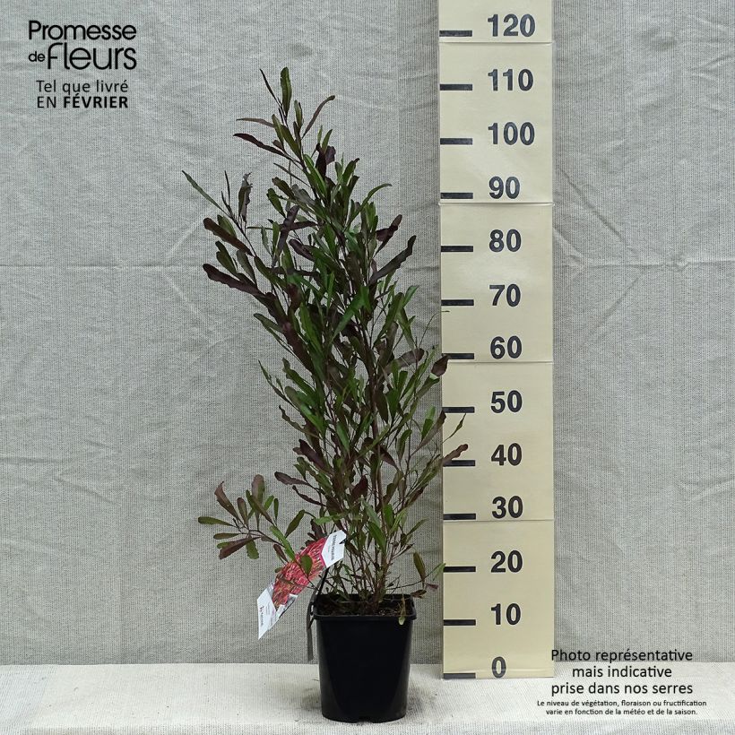 Dodonaea viscosa Purpurea - Dodonée visqueuse Pot de 3L/4L esemplare consegnato in inverno