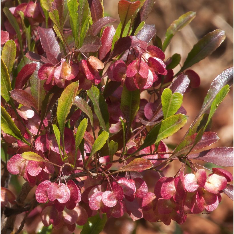 Dodonaea viscosa Purpurea (Fioritura)