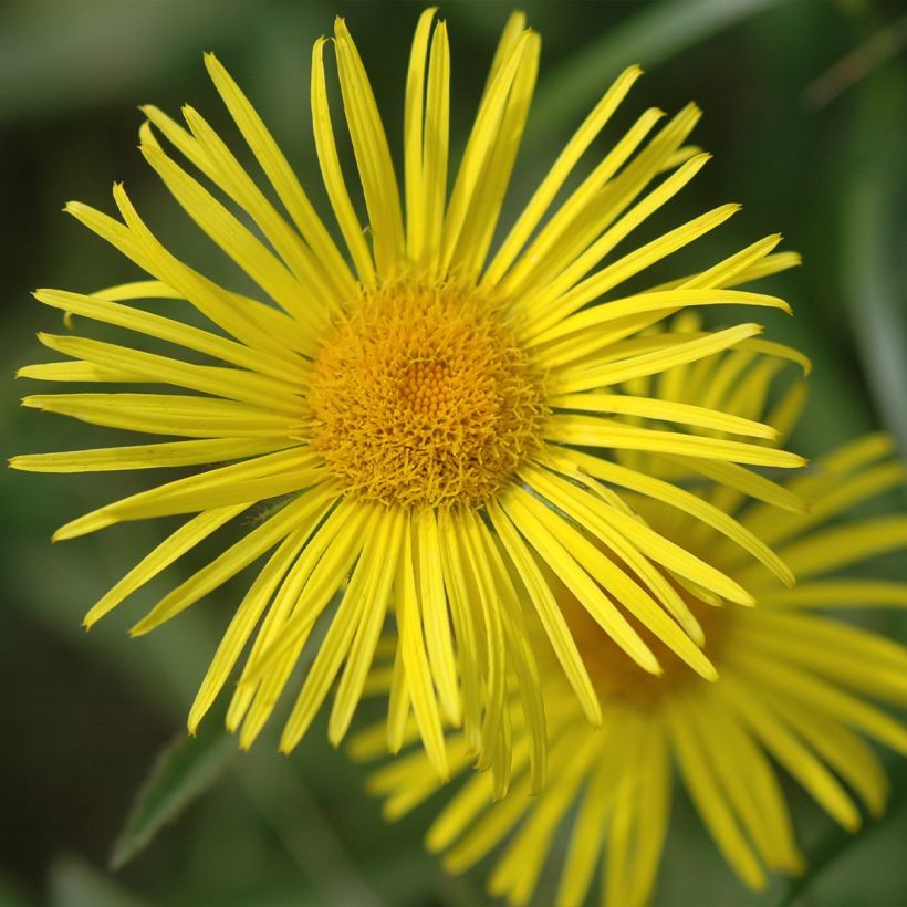 Doronicum orientale Finesse - Doronico orientale (Fioritura)